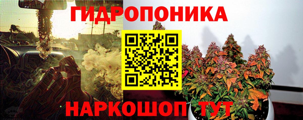 Конопля Bruce Banner  МАРИХУАНА гибрид  Марихуана план  Заволжье  Вход с VPN 